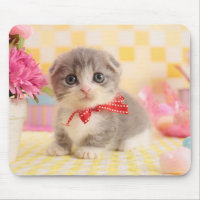 Munchkin Kitten