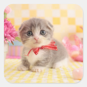 Munchkin Kitten Square Sticker
