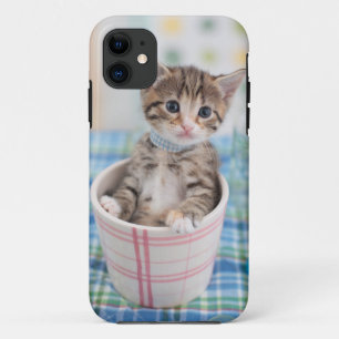 Munchkin Kitten With Pretty Ribbon iPhone 11 Case
