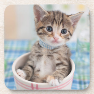 Munchkin Kitten With Pretty Ribbon Coaster