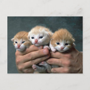 Munchkins Postcard