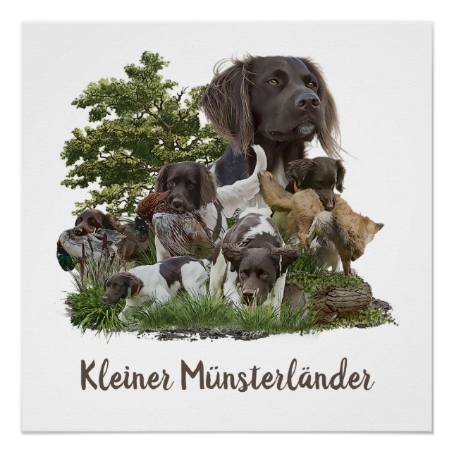  Munsterlander , versatile hunting-pointing-retrie Poster (Front)