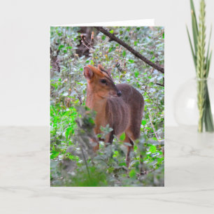 Muntjac deer blank greeting card