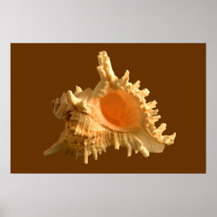 Murex Ramous Poster