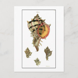 Murex sea shells vintage illustration postcard