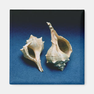Murex shell magnet