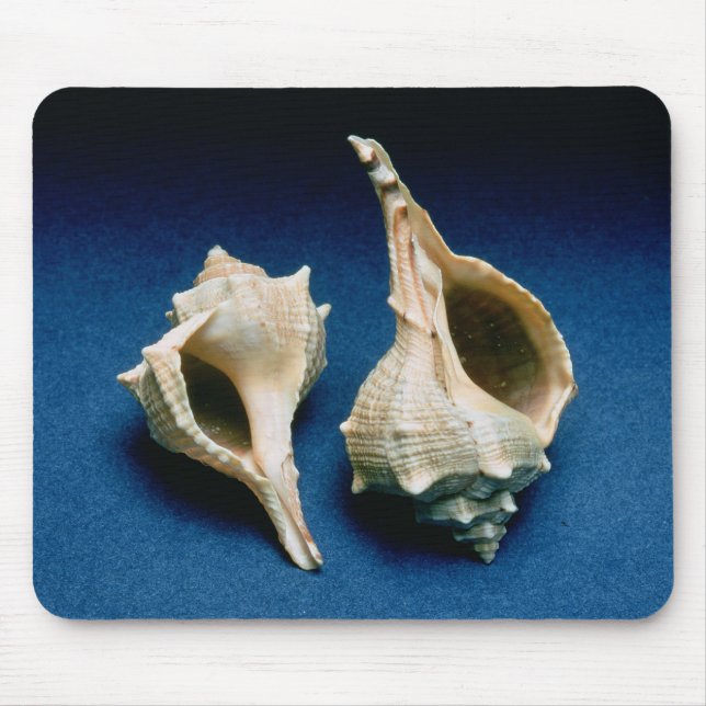 Murex shell mouse mat (Front)