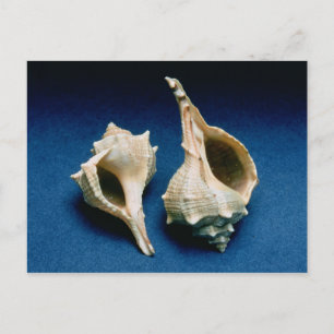 Murex shell postcard