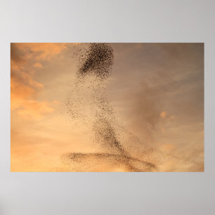Murmuration of Starling Print
