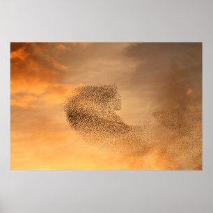 Murmuration of Starlings Print