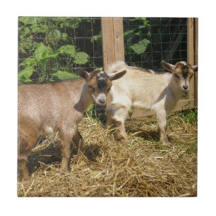 Murphy and Corky Tile