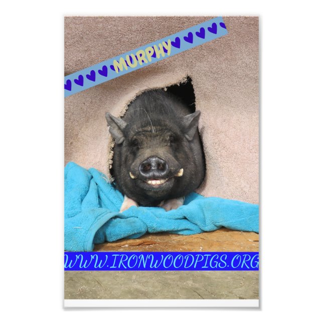 Murphy with his comfy blue blanket  photo print (Front)