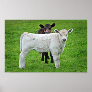 Murray Grey Calves (Typical Rural Scene Of King) Poster