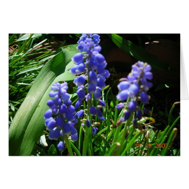 Muscari (Front Horizontal)