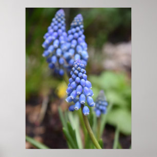 Muscari Armeniacum , Grape Hyacinth Poster