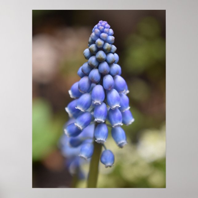 Muscari Armeniacum , Grape Hyacinth Poster (Front)