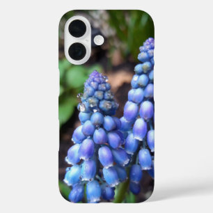 Muscari Armeniacum , Grape Hyacinth with Raindrops iPhone 16 Case