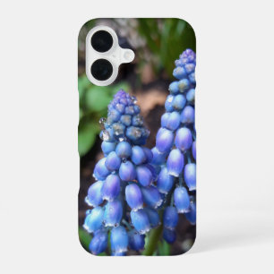 Muscari Armeniacum , Grape Hyacinth with Raindrops iPhone 16 Case