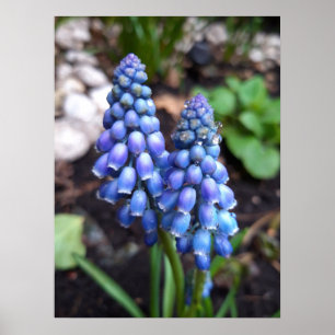 Muscari Armeniacum , Grape Hyacinth with Raindrops Poster