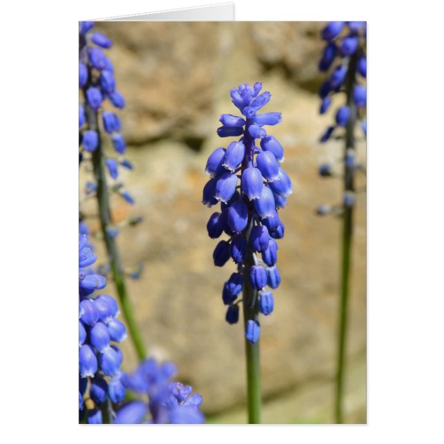 Muscari Grape Hyacinth Card (Front)