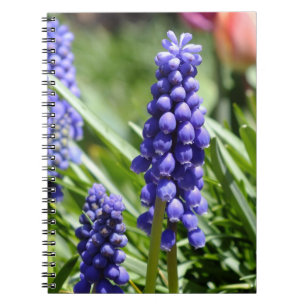 Muscari (Grape Hyacinth) notebook
