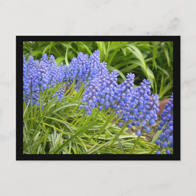 Muscari Postcard (Front)
