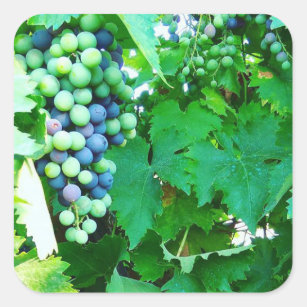 Muscat grape growing square sticker