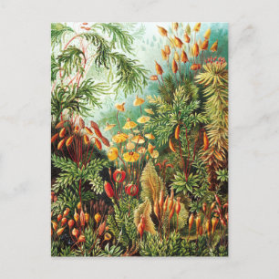 Muscinae illustration by Ernst Haeckel Postcard