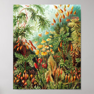 Muscinae illustration by Ernst Haeckel Poster