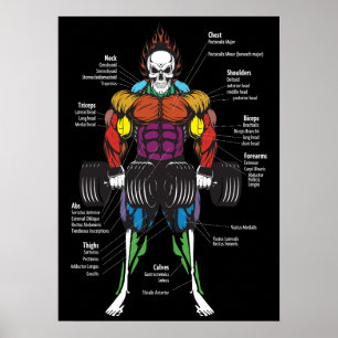 Muscle Anatomy Chart - Gym Workout Bodybuilding