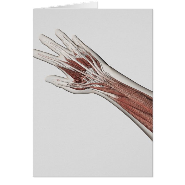 Muscle Anatomy Of Human Arm And Hand (Front)