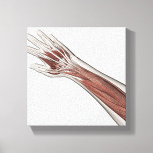 Muscle Anatomy Of Human Arm And Hand Canvas Print