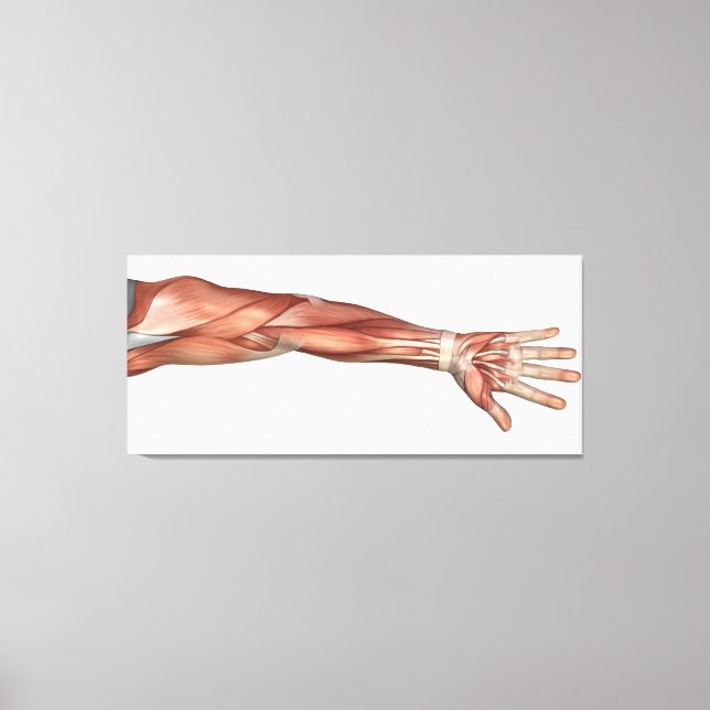Muscle Anatomy Of The Human Arm, Anterior View Canvas Print (Front)