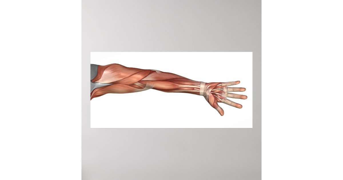 Muscle Anatomy Of The Human Arm, Anterior View Poster | Zazzle
