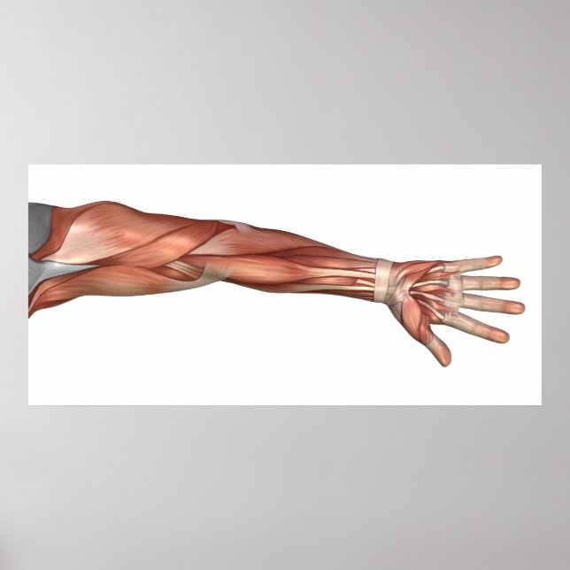 Muscle Anatomy Of The Human Arm, Anterior View Poster (Front)