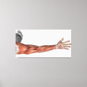 Muscle Anatomy Of The Human Arm, Posterior View Canvas Print