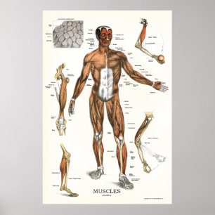 Muscle Anatomy Poster 24 X 36