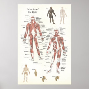 Muscle Anatomy Poster - Anterior and Posterior