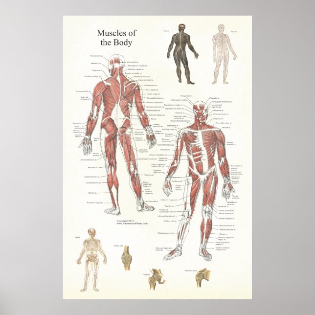 Muscle Anatomy Poster - Anterior and Posterior (Front)
