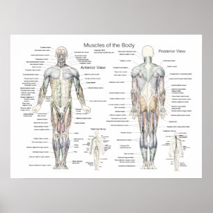 Muscle Anatomy Poster Anterior and Posterior