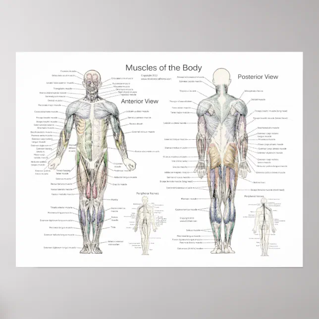 Muscle Anatomy Poster Anterior and Posterior | Zazzle