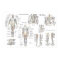 Muscle Anatomy Poster - Anterior, Posterior & Deep