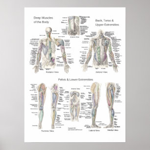Muscle Anatomy Poster Deep Layers