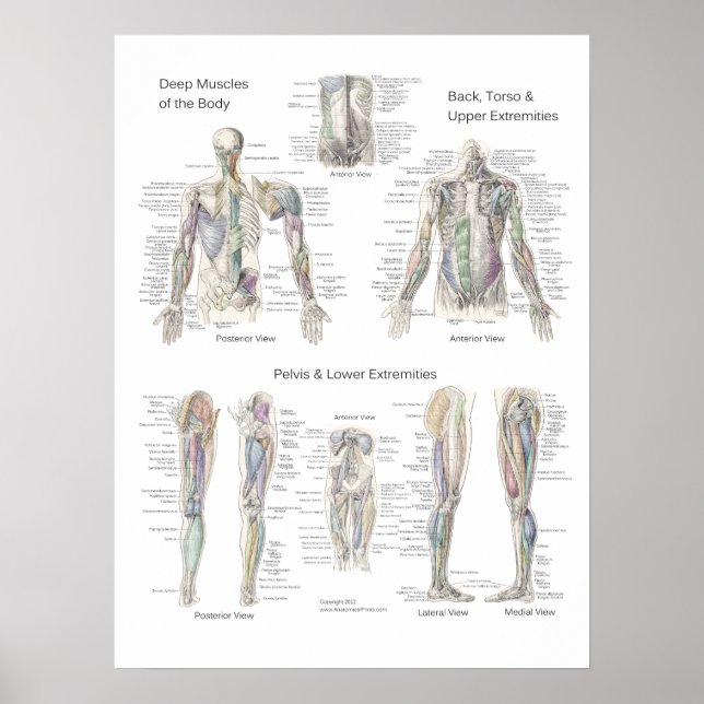 Muscle Anatomy Poster Deep Layers (Front)