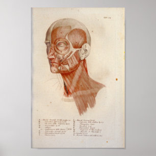 Muscle Anatomy Print Face Neck French
