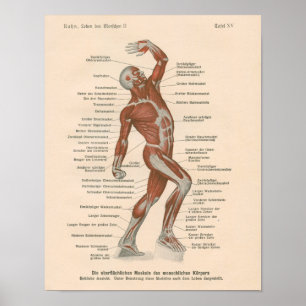 Muscle Anatomy Vintage Print in German