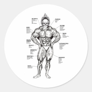 Muscle Chart And Exercise Guide - Bodybuilding Mot Classic Round Sticker