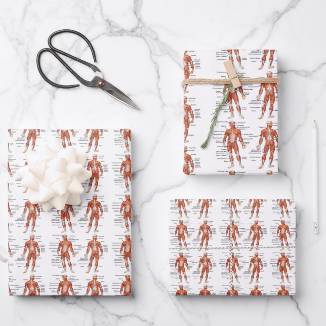 Muscle Diagram medgifts101 Wrapping Paper Sheet (Front)