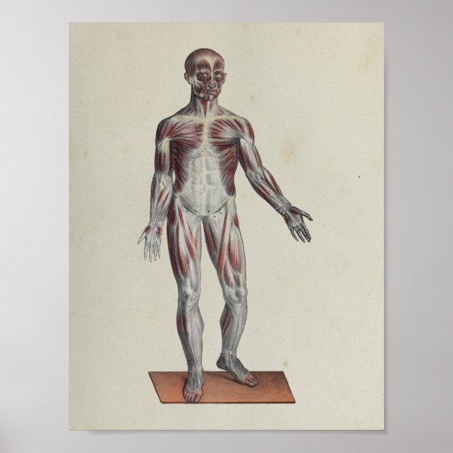 Muscle Fascia Anatomy Print Anterior (Front)