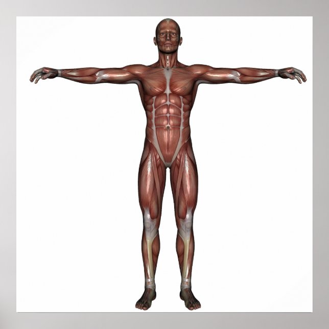Muscle of man poster (Front)